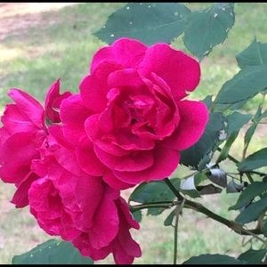 Meet your Posher, Nikki